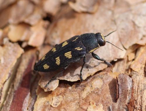 Buprestis novemmaculata